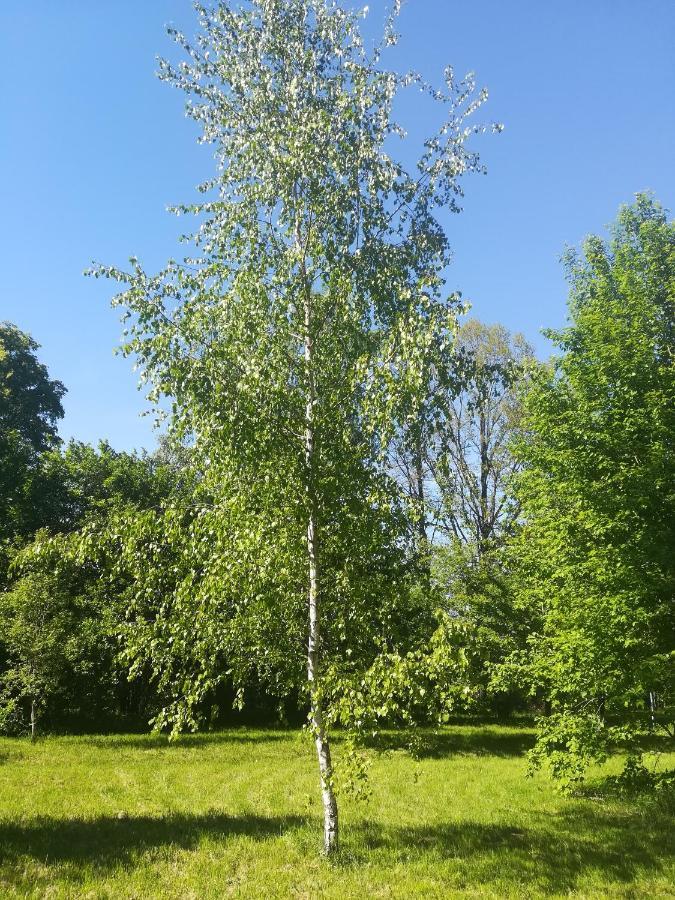 Zielony Zakątek Krynki Zewnętrze zdjęcie