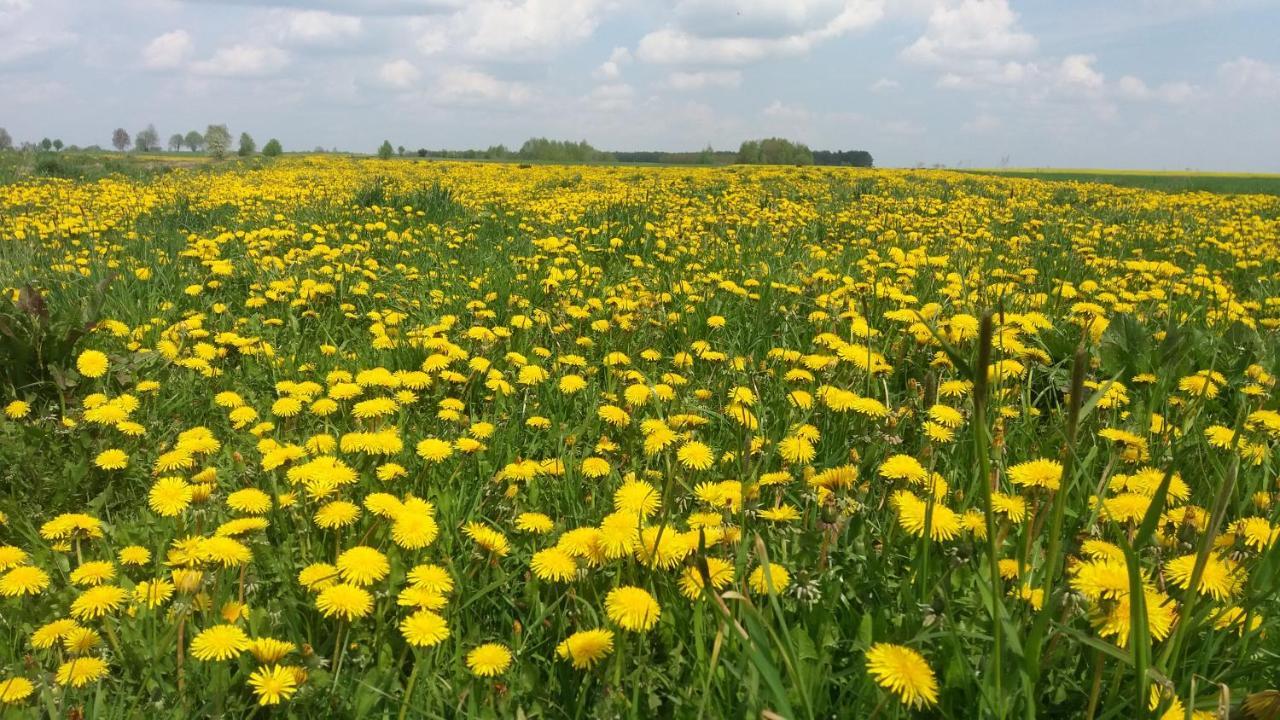 Zielony Zakątek Krynki Zewnętrze zdjęcie